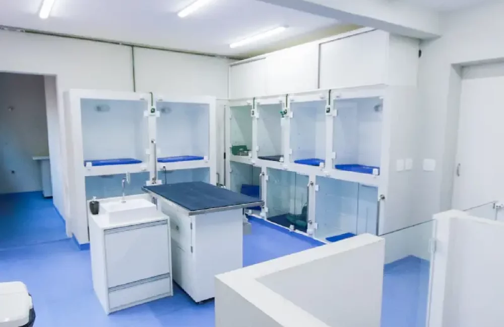 Gatos, Cães, Animais Silvestres